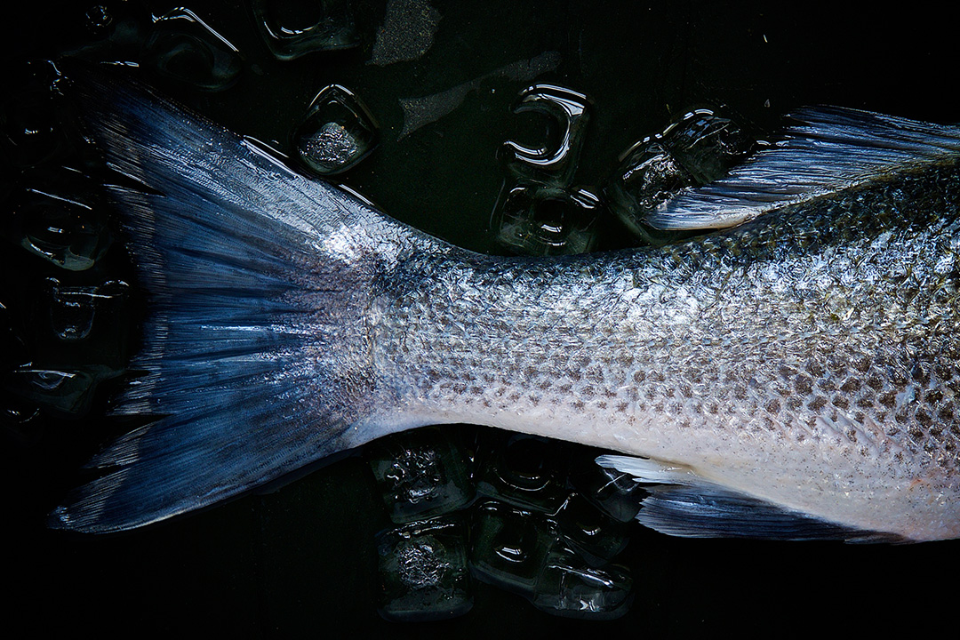 Gesundes Fischöl. Mehrfach ungesättigte Fettsäuren - Macht Fett wirklich fett?